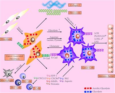 Intratumoral Fibrosis in Facilitating Renal Cancer Aggressiveness: Underlying Mechanisms and Promising Targets